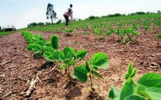 Pese al temporal, ¿el mejor año del campo salteño?