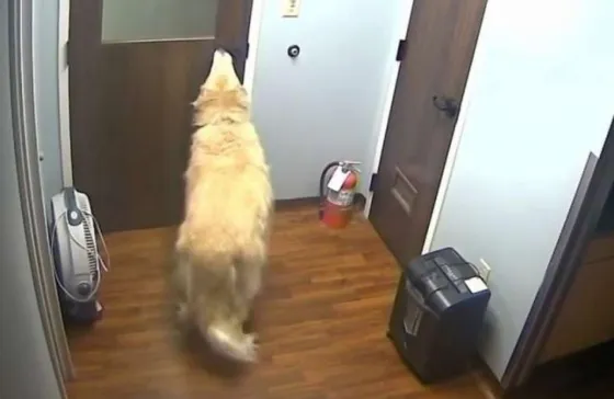 El perro que se convirtió en viral por una llamativa habilidad . Video