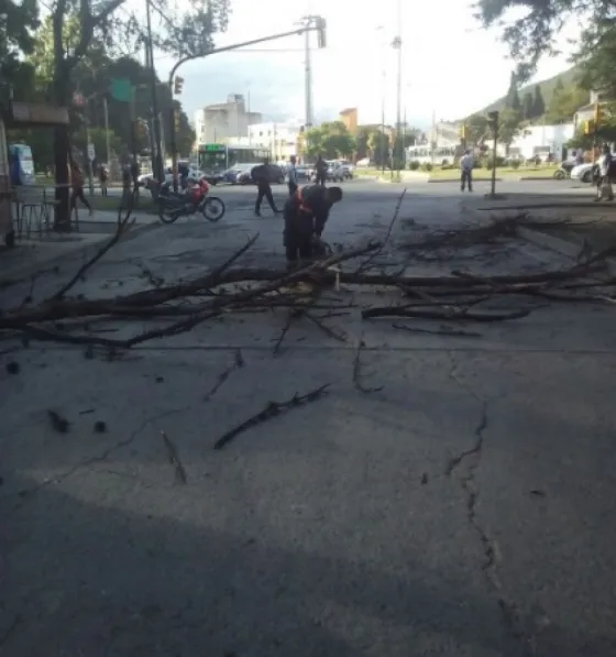 Cayó un árbol en el macrocentro
