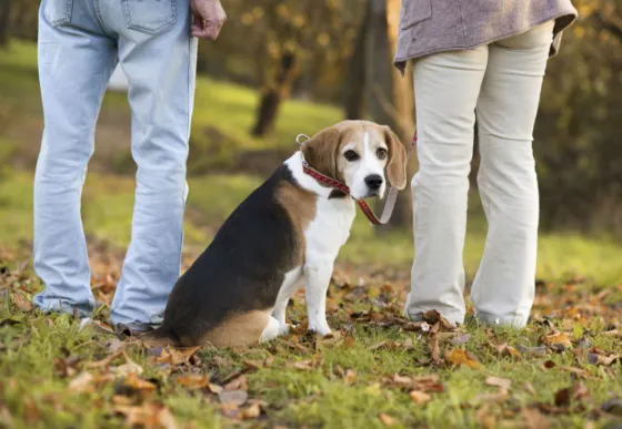 Un hombre con régimen de visitas para sus mascotas