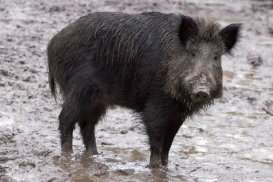 Tres yihadistas del Estado Islámico mueren atacados por jabalíes en Irak