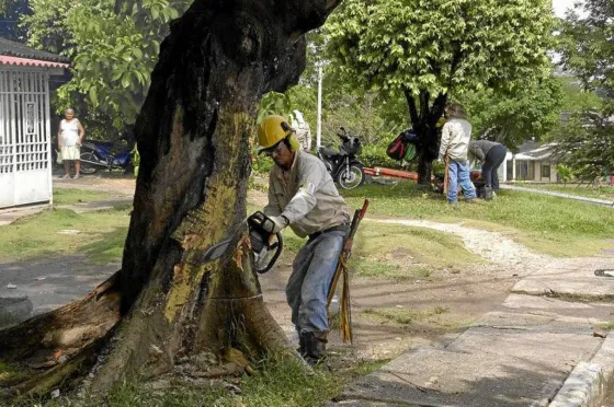 Los sorprendieron talando árboles