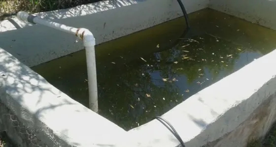 Un nene de dos años cayó a una pileta y fue salvado por su perro