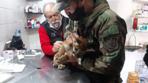 Salteños tenían un pumita encerrado en su casa: fue rescatado por sus vecinos