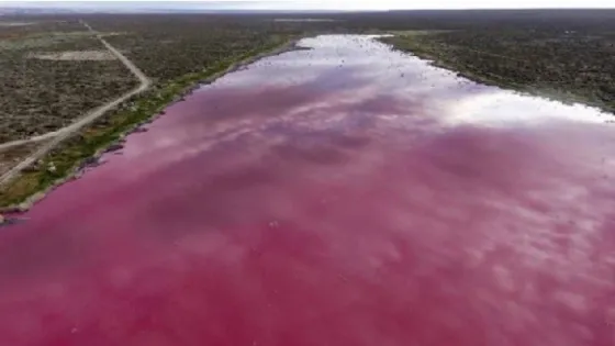 Una laguna de Trelew que se “tiñó” de rosa por culpa de los residuos de una empresa