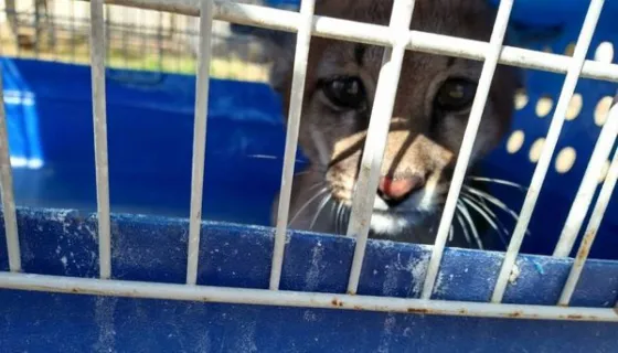 Rescataron a una cachorra de puma que tenían encadenada en una casa