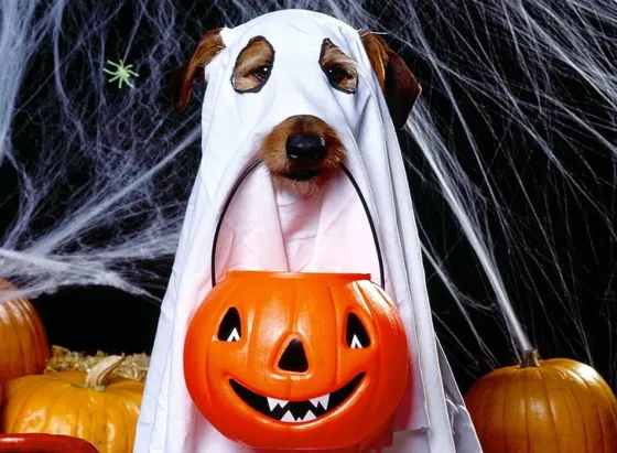 Organizan una jornada de adopciones con la temática “Halloween”