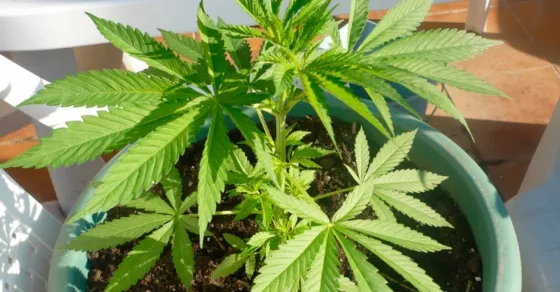 Por tener una planta de marihuana, tendrá que cumplir una condena con libertad asistida