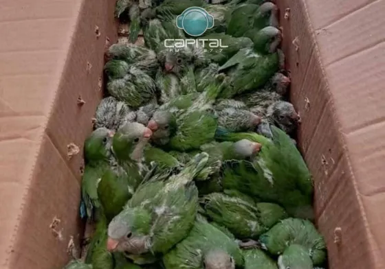 Embarcación: La policía secuestro 58 catas pichones