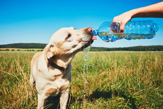 Cómo cuidar a perros y gatos de las altas temperaturas