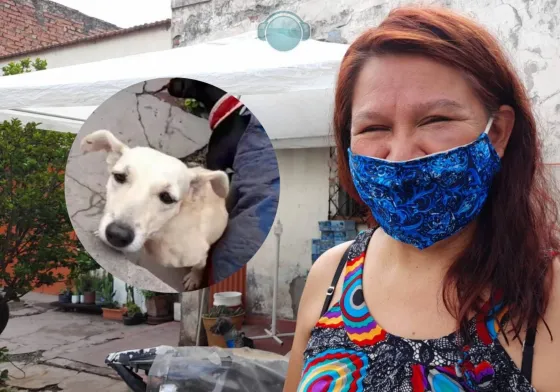 Más de 100 perros y gatos necesitan tu ayuda: "Estamos en una situación crítica"