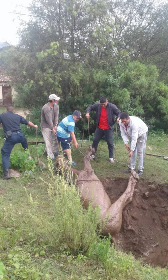 Los Toldos: rescataron un caballo desde un pozo ciego