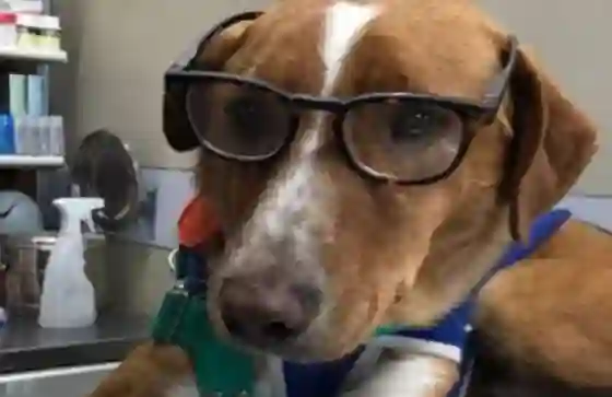 Sebastián, el perro que compartió su currículum para que lo adopten