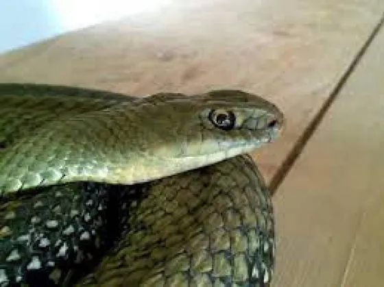 VIDEO: Apareció una víbora gigante en Cafayate