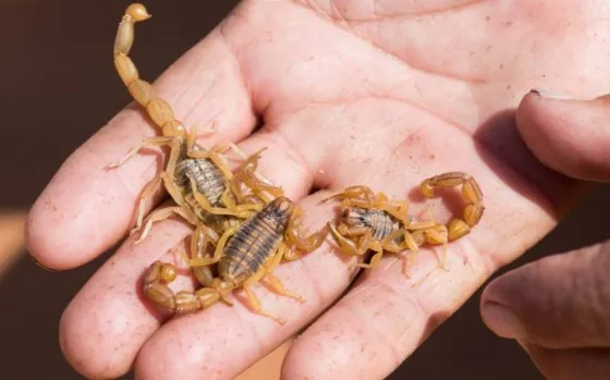 Alacranes en Salta: se registran más de 600 picaduras al año