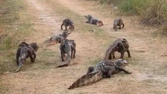 VIDEO: Yacarés y pumas escapan de los incendios en Corrientes