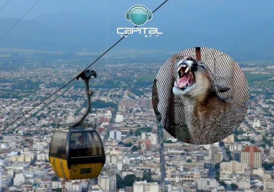 Alertan que podrían seguir apareciendo pumas en los barrios de Salta