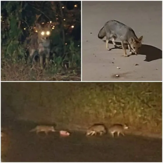 Salteños marcharán para salvar a los zorros de zona norte