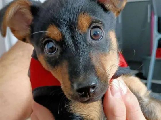 Conocé la dramática historia de "Coco", el perrito que casi fue deportado del país