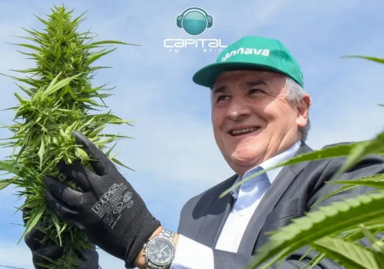 Cannabis medicinal: "Salta tiene que salir a pedir plata mientras Jujuy la produce"