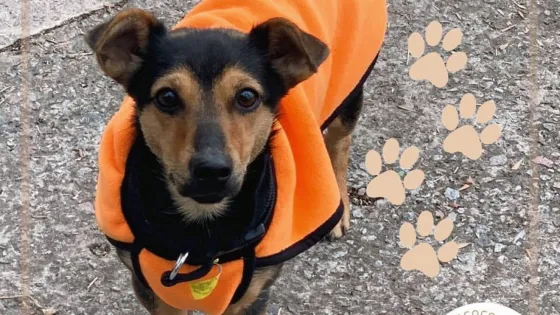 Video: Liberaron a Coco, el perro que quedó varado en Ezeiza