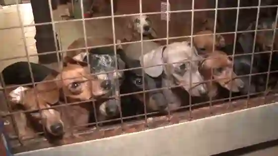 Cómo fue el rescate de 55 perros salchicha que eran maltratados en un criadero ilegal