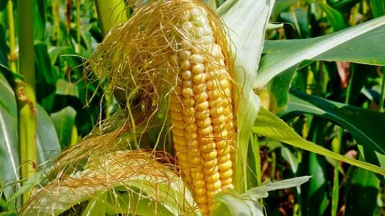 Detuvieron a los "roba choclos" de la Escuela Agrícola