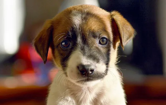 El Centro de Adopciones “Nicolás Mancilla” tiene 70 animales esperando una familia