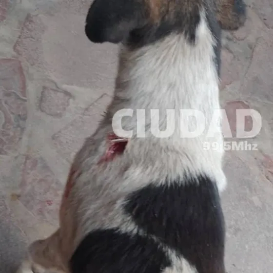 Indignante: Apuñalaron a una perrita callejera en Orán