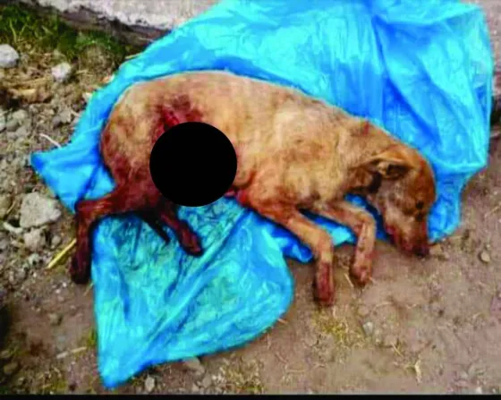 Conmoción en Metán: Imputaron a dos sujetos por matar a un perro y amanazas