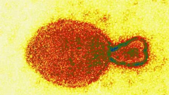 Detectan en China 35 casos en humanos de un nuevo virus de origen animal