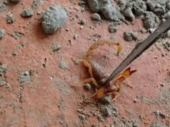 Vaqueros: comenzó la fumigación contra alacranes