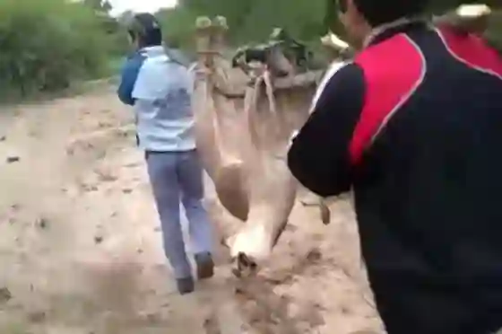 Buscan a dos salteños que se filmaron mientras mataban a un puma