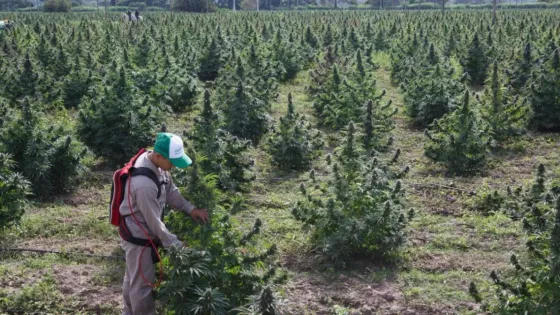 Jujuy tiene la única Planta Industrial de Cannabis Medicinal habilitada por ANMAT