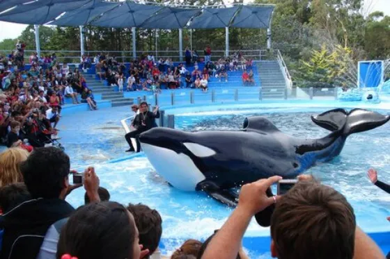 Presentan un proyecto para prohibir espectáculos de animales marinos en cautiverio