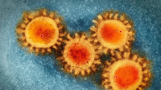 Por qué se llama 'Perro del infierno' a la nueva variante del coronavirus