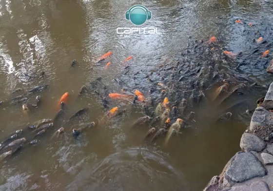 Peces muertos en el Parque San Martín: "El agua no está podrida ni está contaminada"