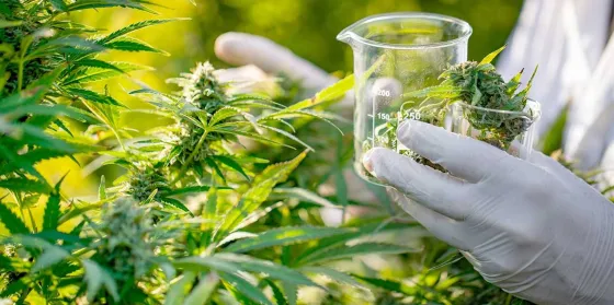 Conoce de qué se trata el primer Centro de Cannabis Medicinal en Salta