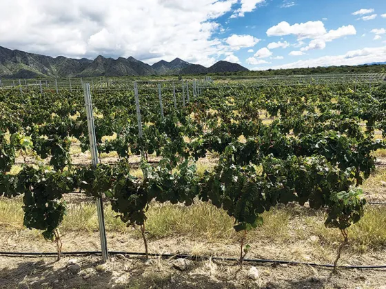Alerta en Cafayate: Peligra la producción de vinos