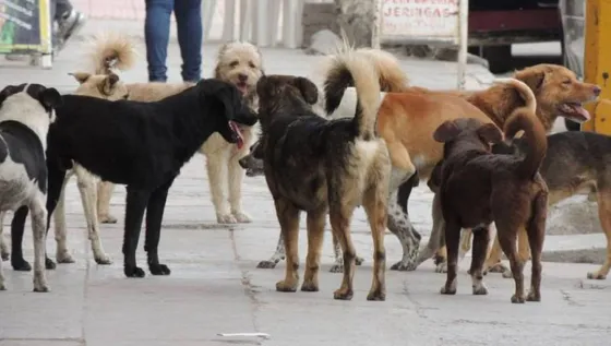 El intendente Pablo González en contra de los animales