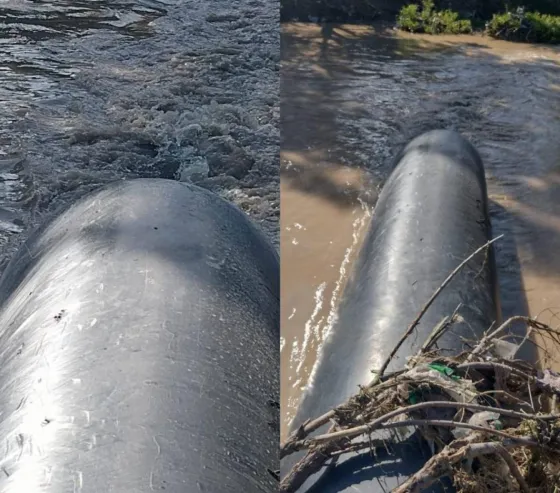 Según la municipalidad, no había peces en el Río Arenales