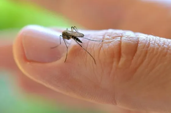 Prevén circulación comunitaria de dengue en Salta Capital