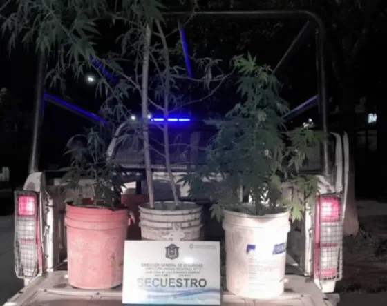 La policía secuestró plantas de marihuana en barrio Las Tunas