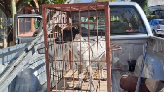 Rescatan a un perro que sufría actos de crueldad en Tres Cerritos