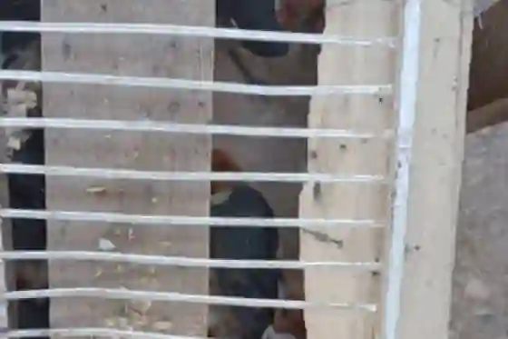 Rescatan 52 aves que eran transportadas en un camión