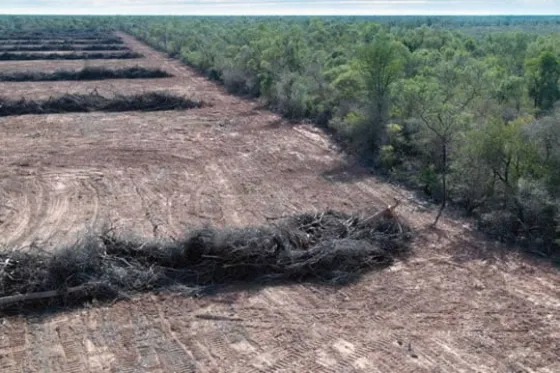 Greenpeace detalló el crecimiento del desmonte en la Argentina y exige la penalización