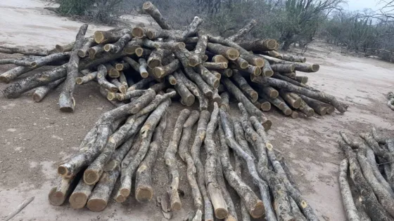 Infraccionaron a cuatro personas por tala de árboles