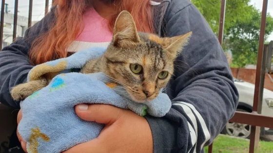 Vacunación antirrábica: se atenderá en barrio Alta Tensión