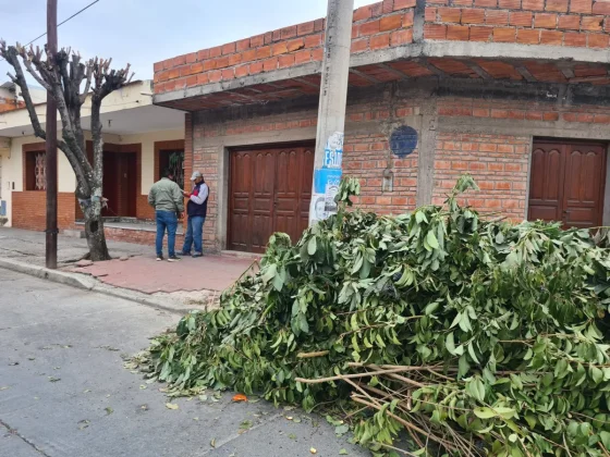 Multan a vecinos por podas ilegales