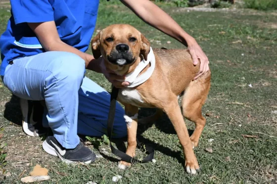 20 perros peregrinos esperan a sus dueños en el Centro de Adopciones